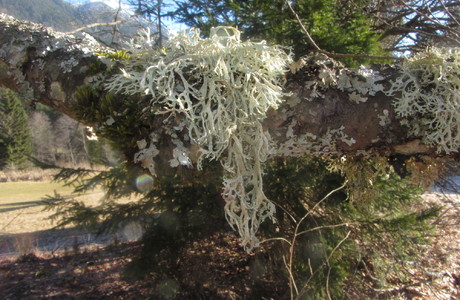 Eichenmoos (Evernia prunastri) - © Bernard Wieser Eichenmoos (Evernia prunastri) - © Bernard Wieser